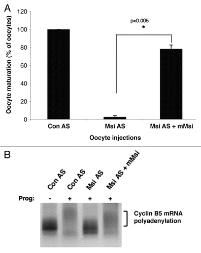 Figure 2 Mammalian Musashi1 functionally compensates for Xenopus Musashi in mediating cell cycle progression in Xenopus oocytes. (A) Progesterone-stimulated cell cycle progression is assayed as percent of oocytes that undergo germinal vesicle breakdown (maturation). Knockdown of Musashi function in Xenopus oocytes, through injection of antisense oligonucleotides targeting the mRNAs encoding endogenous Musashi1 and Musashi2 isoforms, results in inhibition of cell cycle progression (Msi AS). All procedures have been previously described in reference Citation20. Injection of mRNA (23 ng/oocyte) encoding mammalian Musashi1 rescues cell cycle progression in Musashi antisense-treated oocytes (Msi AS + mMsi). Over 50 oocytes were scored for each condition and error bars represent SEM from three independent experiments. Injection of control antisense oligonucleotide did not block cell cycle progression (Con AS). The rescue of cell cycle progression was highly significant (p < 0.005, Student's t-test). (B) Control antisense (Con AS) or Musashi antisense (Msi AS) oligonucleotide injected oocytes were treated with (+) or without (−) progesterone and analyzed for polyadenylation of endogenous cyclin B5 mRNA by RNA ligation-coupled PCR as described in reference Citation20. A progesterone-dependent heterogeneous increase in the size of the mRNA population in Con AS oocytes and Msi AS oocytes injected with mammalian Musashi1 (Msi AS + mMsi) is indicative of polyadenylation and translational activation (bracketed).