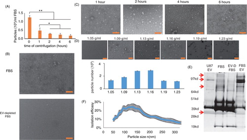 Fig. 1.  Characterization of FBS EVs and EV-depleted FBS. (A) FBS was depleted of EV by 10,000g centrifugation for 40 minutes, followed by 120,000g centrifugation for the indicated time periods. The FBS particle (50–500 nm) concentration was measured by NTA using a NanoSight NS-500 instrument (n = 3 for each time point). (B) FBS (upper panel) and FBS depleted of EVs by 2 hours of centrifugation at 120,000g (lower panel) were concentrated and visualized by transmission electron microscopy (bar = 200 nm). (C) Representative images of EVs isolated from 20 ml FBS by 120,000g centrifugation for the indicated time periods (bar = 200 nm). (D) EVs isolated from 40 ml FBS by 120,000g centrifugation for 2 hours were loaded on top of a sucrose gradient and centrifuged at 150,000g for 16 hours. Six fractions of different densities (as indicated) were separated, and EV sizes and amounts were measured by transmission electron microscopy (upper panels) and NTA (lower graph) (n = 2). (E) 4 µg of protein from FBS, FBS depleted of EV by 2 hours of centrifugation at 120,000g, EV isolated from FBS, and well-characterized human exosomes were run on a 4–12% Bis-Tris gel, and the global protein patterns were determined by silver staining (n = 3). (F) The efficacy of FBS EV isolation (2-hour ultracentrifugation) was calculated by dividing the amount of isolated EVs by the difference in particle number in FBS and EV-depleted FBS (n = 3).