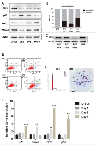 Figure 4. Three sub-clones were mixing cultured by every 2 sub-clones and DF1 was mixed culturing with 3 sub-clones. (A) Protein levels of p21, E2F1, MAD1 and MAD2 were measured by Western blot analysis in 3 sub-clones and DFSCs. (B) Aneuploidy ratio of sub-clones and mixed culturing cells, counted by DNA content analysis. (C) Protein levels of p53 were measured by Western blot analysis in mixed culturing cells. (D) Cell apoptosis evaluation of mixed cells, using Annexin V-FITC Apoptosis Detection Kit. (E) DNA contents and chromosome number analysis for DF1. (F) p53, p21, E2F1 and Puma RNA levels of DF1 were measured by qRT-PCR at the day3,5 and 7 after mixing. Statistical significance used in this figure: *P < 0.05, **P < 0.01 and ***P < 0.001; ns represented no statistically significant.