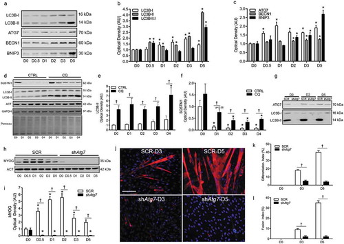 Figure 1. Autophagy is upregulated and required during myoblast differentiation. Representative immunoblots (a) and quantitative analysis (b, c) of MAP1LC3B (LC3B-I, LC3B-II, as well as calculated LC3B-II:I ratio) ATG7, BECN1, and BNIP3 during myoblast differentiation. Representative immunoblots (d) and quantitative analysis (e, f) of LC3B-I, LC3B-II, and SQSTM1 in CTRL (Vehicle) and chloroquine (CQ) treated myoblasts during differentiation. Also shown are representative ACT, GAPDH, and ponceau stained loading control blots/membranes. Representative immunoblots (g) of ATG7, LC3B-I, and LC3B-II in SCR and shAtg7 myoblasts and myotubes. Representative immunoblot (h) and quantitative analysis (i) of MYOG in SCR and shAtg7 cells during differentiation. Also shown is a representative ACT loading control blot. Representative images (j) of myotube formation in SCR and shAtg7 cells during differentiation. Cells were stained with DAPI (blue) and MF20 (red) to visualize nuclei and MYH, respectively. Scale bar = 100 µm. Quantitative analysis of the differentiation index (k) and fusion index (l) in SCR and shAtg7 cells during differentiation. *p < 0.05 compared to D0 (within group). †p < 0.05 between groups at the same time point.