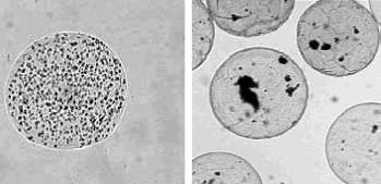 Figure 6. Samples of microbeads with entrapped WEHI-3B cells (left) and human parathyroid cells (right).