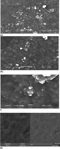 Figure 3. SEM image of cefixime loaded formulation F23 irradiated with 80 kGy dose (a) at a magnification of 2500×, (b) at a magnification of 5000×, (c) at a magnification of 10,000×, (d) non-drug loaded (F8) at magnification of 10,000×.