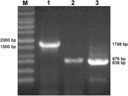 Figure 1. Electrophoresis of multiple subunits of cox genes amplified by PCR. M, 1 kb DNA molecular marker; 1, cytochrome c oxidase subunit I gene (cox1); 2, cytochrome c oxidase subunit II gene (cox2); 3, cytochrome c oxidase subunit III gene (cox3). About 1798 bp, 876 bp and 838 bp fragments containing cox1, cox2 and cox3 in Tianzhu white yak were amplified by PCR using genomic DNA as templates.