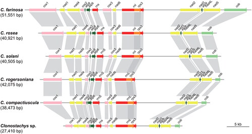 Figure 4. The collinearity analysis of mitochondrial genomes of Clonostachys species. The diagram is generated using genoPlotR package (Guy et al. Citation2010) based on the mitochondrial genome used in the phylogenomic analysis. The color represents the type of gene features.