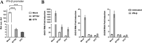 Fig. 6 GTV infection suppresses type I IFN signaling.a GTV infection inhibits IFN-β-triggered activation of the ISRE promoter. 293T cells were co-transfected with the IFN-β reporter and pRL-TK plasmids. At 12 h post transfection (p.t.), cells were mock infected or infected with SFTSV or GTV. After 8 h, cells were treated with SeV for another 16 h, after which luciferase activities were measured. The relative luciferase activities (Rel.Lucif.Act.) were expressed as the firefly luciferase activity normalized to Renilla luciferase activity. b GTV infection suppressed IFN-induced gene expression. 293T cells were mock infected or infected with SFTSV or GTV for 24 h and then treated with IFN-β (200 U/ml) or left untreated for 10 h. Expression of ISGs was measured by qRT-PCR. Each test was performed in triplicate. Data are presented as the means ± SD