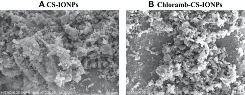 Figure 6 Scanning Electron Microscopy (SEM) of CS-IONPs (A) and Chloramb-CS IONPs (B).