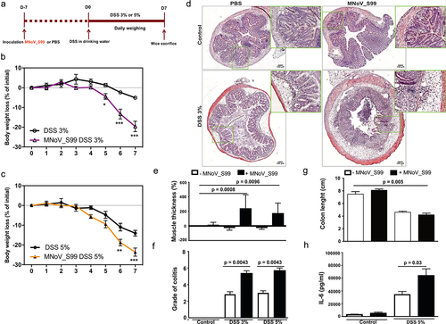 Figure 1. MNoV_S99 aggravates inflammation in DSS-induced colitis. a)- in vivo experimental design, C57BL/6J mice were orally gavaged with PBS (200 µL) or MNoV_S99 (5×107 TCID50/mL), 7 d later, all the mice were given DSS in drinking water for a week. Mice were weighed daily for weight loss comparison. b)- 3% DSS-induced colitis ± MNoV_S99 (n = 6). c)- 5% DSS-induced colitis ± MNoV_S99 (n = 6). In b) and c), statistical differences were determined by two-way ANOVA test, *p < 0.05, **p < 0.01, ***p < 0.001. d)- Representative images from H&E staining of colon sections from mock-treated (control) or 3% DSS ± MNoV_S99 treated mice. Insets showing higher magnifications from each image are presented next to each image. e)- muscle wall thickness was determined with image J from colon section images. Percentages of increase are plotted after baseline subtraction relative to the values obtained from control mice (n = 6). f)- histological intestinal epithelial inflammation scores comparison between control, 3% or 5% DSS ± MNoV_S99 treated mice (n = 6). g)- colon length comparison between control and 5% DSS ± MNoV_S99 treated mice h)- IL6 secretion levels from colon explants from mock or 5% DSS ± MNoV_S99 treated mice (n  = 6). Statistical differences were determined with Student’s t-test in E, F, G and H.