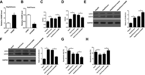 Figure 3 HANR overexpression enhances sorafenib resistance of HCC cells by promoting autophagy. (A) RT-qPCR shows the relative expression levels of HANR in HepG2/sora cells transfected with vector or HANR overexpression plasmid. (B) RT-qPCR shows the relative expression levels of HANR in Huh7/sora cells transfected with shNC or shHANR. (C, D) CCK-8 assay shows the cell viability of HepG2/sora and Huh7/sora cells in different transfected groups. (E, F) Western blotting shows the LC3-II/LC3-I protein ratio in HepG2/sora and Huh7/sora cells in different transfected groups. (G, H) Flow cytometry shows the cell apoptosis rate of HepG2/sora and Huh7/sora cells in different transfected groups. The data were presented as mean ± SD (*P < 0.05).