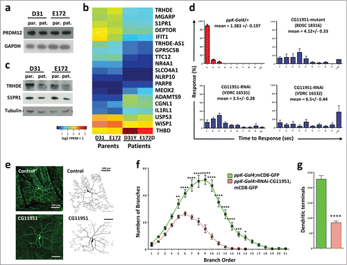 Figure 4. Identification of TRHDE as a novel pain gene. (A) Western blot analysis of fibroblasts from patients (pat.) carrying D31Y or E172D PRDM12 mutations and their sex matched parents (par.), respectively, reveal no change in expression of endogenous PRDM12 protein levels. GAPDH is shown as a loading control. (B) Heat map of the 19 genes significantly deregulated by DESeq2 in fibroblasts from both patients as compared to their respective first order relatives. (C) Western blot analysis shows a decrease in TRHDE and S1PR1 protein levels in patient (pat.) fibroblasts as compared to the respective first order relatives (par.). Tubulin is shown as a control. (D) Average percentage of larvae (±SEM) responding at each time point (1–10 seconds) to a 46°C noxious thermal stimulus testing control (ppK-Gal4/+) flies and ppK-Gal4 RNAi fly lines to knock-down gene expression of the fly TRHDE homolog (CG11951) in nociceptive neurons. Moreover, a line (BDSC18316) carrying a mutation in the fly TRHDE homolog showed increased response times to the thermal stimulus. Mean response times (±SEM) and p-values (Kruskal-Wallis non-parametric test for median comparisons with Dunn's post-hoc multiple comparisons test) are indicated for each line. (E) Confocal images of dorsal cluster (ddac) class IV neurons at abdominal segment A5 labeled by UAS-mCD8-GFP (green) driven by ppk-Gal4 (ppK-Gal4;mCD8-GFP) at the third instar larval stage. RNAi knockdown of the Drosophila TRHDE homolog (ppk-Gal4>RNAi-CG11951) exhibits a significant decrease in dendritic branching and dendritic field size as compared to control neurons. 8-bit tracing of ddaC cell body and dendrites are shown on the left of their respective images. Scale bar represents 100 μm. (F) Quantification of dendritic branch order by the centrifugal counting method reveals significantly reduced branching, especially in higher order branches. (G) The total number of dendritic branch terminals in ppk-Gal4>RNAi-CG11951 is significantly decreased compared to the control ppK-Gal4;mCD8-GFP line (same color-coded labeling as in panel f is used). Data in f and g are shown as mean ± SEM. *P < 0.05; **P < 0.01; ***P < 0.001; ****P < 0.0001 (Two-way ANOVA with Bonferroni's multiple comparisons test and unpaired 2-tailed t-tests with Welch's correction).