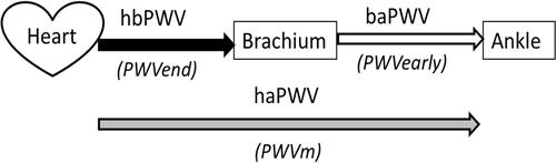 Figure 3 Schematics of the PWV from heart to ankle measured by cardio-ankle vascular index.Abbreviations: PWV, pulse wave velocity; hbPWV, heart to brachium PWV; baPWV, brachium to ankle PWV; haPWV, heart to ankle PWV; PWVend, PWV at end-systole phase; PWVearly, PWV at early-systole phase.
