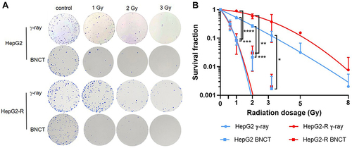 Figure 3 The enhanced anticancer effect of boron neutron capture therapy (BNCT) on radioresistant HepG2-R cells. (A) Representative images of the colony formation assay. HepG2 and HepG2-R cells were exposed to 0, 1, 2, and 3 gray (Gy) BNCT and γ-ray irradiation. (B) The survival fraction after irradiation. The red and blue lines represent HepG2-R and HepG2 cells, respectively. The round dots represent γ-ray irradiation, and the squares represent BNCT. At 1, 2, and 3 Gy, the survival fractions of HepG2 and HepG2-R cells were significantly lower after BNCT than after γ-ray irradiation. (*p<0.05, **p < 0.01, ***p<0.001, ****p<0.0001).