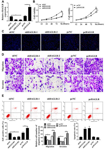 Figure 2 HAGLR regulated colon cancer progression in vitro. (A) HAGLR expression level in SW480 cells. (B) CCK-8 assay was used to detect for cell viability. (C) EdU staining was used to detect for cell proliferation. (D) Transwell assay was used to detect for cell migration and cell invasion. (E) Apoptosis was determined by flow cytometry. * P <0.05, ** p <0.01, n = 3. pcHAGLR: high expression of HAGLR.