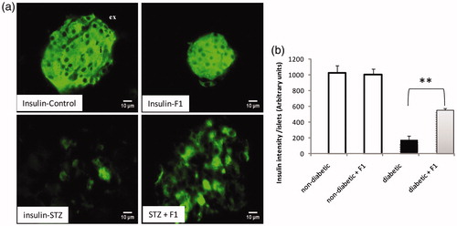 Figure 3. Effect of daily injections of F1 fraction on the total intensity of insulin cells of diabetic mice. (a): Pancreas sections from diabetic and normal mice, injected daily for 11 days with F1 fraction, were stained with antibodies against insulin (green). In control mice, insulin positive cells occupy the central core of the islets. (b) The islets intensity of insulin-positive cells was quantified in total islet cells. Photos were taken at ×400 magnification. The mean ± SEM derived from five mice is shown; *p < 0.05. ex: exocrine pancreas; i: islet.