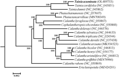 Figure 1. ML phylogenetic tree of 17 species of Subtrib. Bletlinae based on chloroplast genome sequences. Bootstrap support values (1000 replicates) are shown at the nodes.