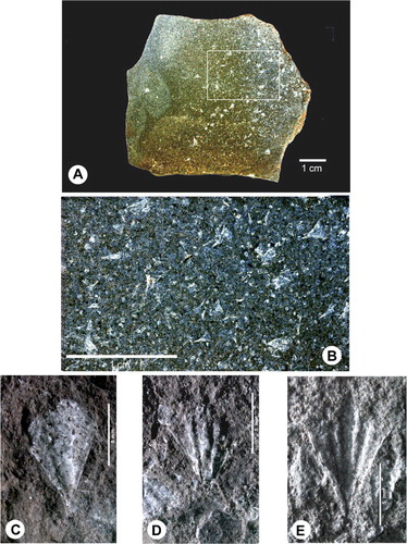 Figure 3. Slab 2 with numerous specimens of Limacinidae indet. and Clio sp. indet.. A, Overview. The framed part in Figure 3A is enlarged in Figure 3B; Naturalis Biodiversity Center collection (RGM 777 442). Photographs: Ronald Pouwer. B–D, Clio triplicata Audenino, Citation1899. B, Cast of ventral side, slab 4, GNS Science collection (GS15834, TM9253c). C, D, Casts of dorsal side, slab 3, GNS Science collection (GS15834, TM9252c) and Naturalis Biodiversity Center collection (RGM 777 443a), respectively. Photographs: Eduard F. de Vogel.