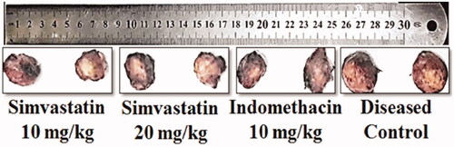 Figure 5. Macroanalysis of cotton pellets after treatment with simvastatin and indomethacin.