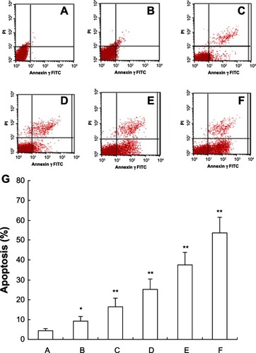 Figure 2 FCM analysis for apoptosis after treatment by annexin V-FITC and PI staining on MCF-7 cells. After treatment with different doses of 5-Aza-CdR for 48 hours, apoptosis induction was observed. Apoptotic cells were differentiated from viable or necrotic ones by combined application of annexin V-FITC and PI. This assay was performed in triplicate. (A) Blank control group; (B) 0.4 μmol/L 5-Aza-CdR group; (C) 1.6 μmol/L 5-Aza-CdR group; (D) 6.4 μmol/L 5-Aza-CdR group; (E) 25.6 μmol/L 5-Aza-CdR group; (F) 102.4 μmol/L 5-Aza-CdR group. (G) comparison of all groups.