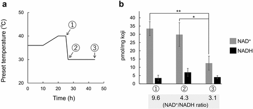 Figure 1. Experimental conditions and NAD+/NADH redox state in production of white koji. (a) Cultivation temperature. The temperature was increased from 36 to 40°C over a 25-h period and then decreased to 30°C [Citation4]. Circled numbers (1, 2, and 3) indicate sampling points. (b) Concentrations of NAD+ and NADH and NAD+/NADH ratio at the three sampling points during barley koji production. Means and standard deviations were determined from the results of three independent experiments. Welch’s t-test: **, p < 0.01; *, p < 0.05.