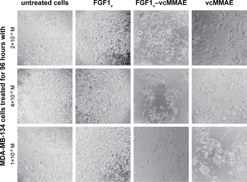 Figure S4 Representative images of MDA-MB-134-VI cells after 96 hours of incubation with different concentrations of FGF1V, FGF1V–vcMMAE, or vcMMAE.