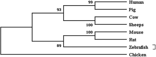 Figure 1. Phylogenetic tree constructed based on the NR5A2 nucleotide sequence of 8 species.Note: Branches were labelled with species’ names. The number above each branch represented bootstrap values.