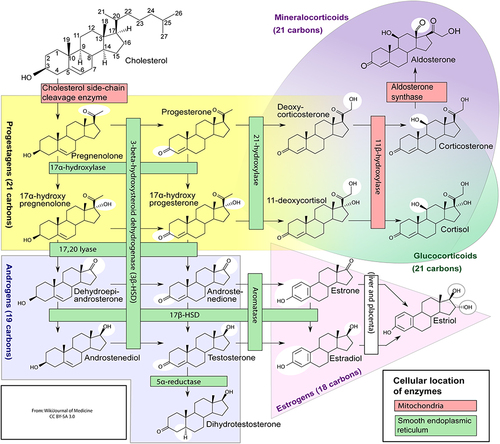 Figure 1 Various steps involved in the biosynthesis of steroid hormones.