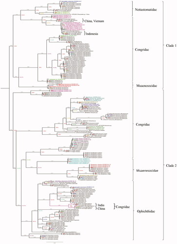 Figure 2. The Bayesian Inference (BI) analysis shows the multiple clades in marine eels of COI gene with NCBI database. Color specimens show the present study. Color branches indicate the separate group of U. lepturus. Values near branches show Bayesian posterior probability (PP).