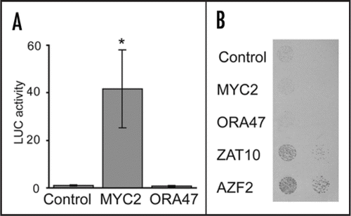 Figure 1 Identification of transcriptional regulators of JAZ1/TIFY10a expression. (A) Regulation of JAZ1/TIFY10a expression by transient expression of MYC2 and ORA47 open reading frames (ORF). Tobacco (Nicotiana tabacum) protoplasts were transfected with a PJAZ1:fLUC reporter construct, a P35S:ORF effector construct, and a P35S:rLUC normalization construct. The PJAZ1 construct covered a 1356-bp region preceding the start codon. Averaged (n ≥ 8) normalized fLUC activities are plotted relative to the P35S:GUS control. Error bars represent standard error. Asterisks indicate significant effects (t-test, p-value <0.05). (B) Yeast one-hybrid interaction with the JAZ1/TIFY10a promoter. Full-length ORFs fused to GAL4AD were expressed in a PJAZ1:HIS3 reporter strain. The empty Gateway destination vector was used as a negative control. Yeast was grown for 3 days on selective medium in presence of 3-AT. All methods are as described.Citation5