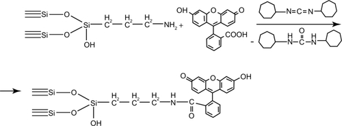 Scheme 2 Covalent binding of fluorescein to the aminated surface of silica nanoparticle.