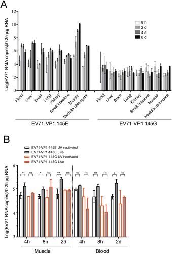 Figure 7. Viral dynamics in EV71-infected mice. (A) ICR foetal mice were infected with EV71-VP1.145E and EV71-VP1.145G viruses as described above and sacrificed at various time points after infection. Different tissues were isolated and the viral levels were determined by qPCR (Mean ± SD, n = 5). (B) ICR foetal mice were infected with EV71-VP1.145E and EV71-VP1.145G viruses or UV-inactivated counterparts. At indicated time points after infection, the viral RNA levels in blood and leg skeletal muscle were determined (Mean ± SD, n = 5) (*P < 0.05; **P < 0.01; two-tailed, unpaired t-test).