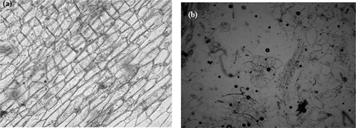 Figure 2. Microscopic pictures of onion paste with a magnification of 100× obtained for: (a) paste from Punjab White raw onion variety; (b) paste from Punjab White sprouted onion variety.