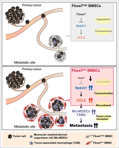 Figure 1. Model for the promotion of cancer metastasis by loss of Fbxw7 in the host environment. Excessive signaling by Notch1 due to the impairment of its degradation caused by Fbxw7 ablation gives rise to increased production of CCL2 by bone marrow-derived stromal cells (BMSCs). The consequent recruitment of Mo-MDSCs and macrophages facilitates metastatic tumor growth.