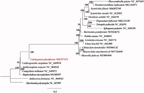 Figure 1. Maximum-likelihood (ML) tree based on 20 cp genome sequences of representative Bryopsida and Anthoceros formosae and Marchantia polymorpha were designated as outgroup. Numbers on the nodes are bootstrap values based on 1,000 replicates. The C. plumiforme genome was marked in bold and red font.