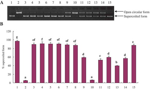 Figure 3. DNA damage protective activity of phenolic extracts from L. lucidus root harvested at different times. (A) Protective activity of phenolic extracts against ROO· radical-induced DNA damage. Lane 1, the native DNA; Lane 2, the DNA treated with AAPH; Lanes 3–5, the DNA treated with FP from T1, T2, and T3 L. lucidus root collected in S1, respectively; Lanes 6–8, the DNA treated with FP from T1, T2, and T3 L. lucidus root collected in S2, respectively; Lanes 9–11, the DNA treated with ICP from T1, T2 and T3 L. lucidus root collected in S1, respectively; Lanes 12–14, the DNA treated with ICP from T1, T2 and T3 L. lucidus root collected in S2, respectively; Lane 15, the DNA treated with Trolox. (B) Densitometric quantification of the protective activity of phenolic extracts and Trolox against ROO· radical-induced DNA damage. Data represent mean ± SD for n = 3. Different lowercase letters indicate statistically significant differences between the means (p < 0.05) for % supercoiled form.