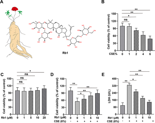 Figure 1 Rb1 ameliorated CSE-induced cell viability and LDH leakage. (A) Structures of Rb1. (B) Cell viability of BEAS-2B cells treated with different concentration of CSE. (C) Cell viability of BEAS-2B cells treated with different concentration Rb1. (D) Rb1 attenuated the CSE-induced decrease in cellular viability in BEAS-2B cells. (E) Rb1 attenuated the release of LDH induced by CSE. *P<0.05, **P<0.01.