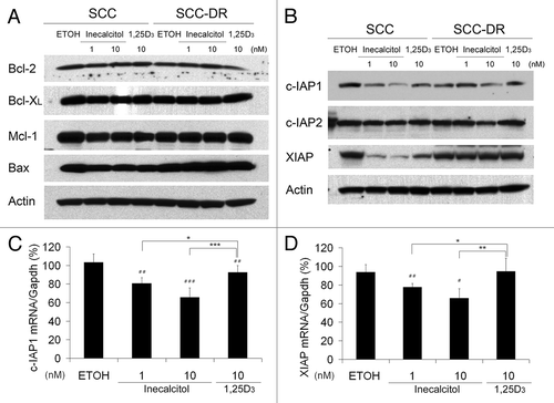 Figure 5. Inecalcitol reduces the expression of c-IAP1 and XIAP. SCC or SCC-DR cells were treated with EtOH, 1 or 10 nM inecalcitol, or 10 nM 1,25D3 for 48 h (A and B) or 24 h (C and D). (A) The protein levels of Bcl-2, Bcl- XL, Mcl-1 and Bax were evaluated by immunoblot analysis. Actin was the loading control. (B) c-IAP1, c-IAP2 and XIAP levels were evaluated by immunoblot analysis. Actin was the loading control. (C and D) mRNA expression levels of c-IAP1 (C) and XIAP (D) were assessed by qRT-PCR and the value is normalized to the mRNA level of Gapdh. Results are representative of three independent experiments. *, p < 0.05; **, p < 0.01; ***, p < 0.001. Treatment vs. EtOH: #, p < 0.05; ##; p < 0.01.