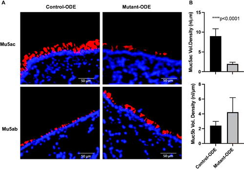 Figure 4. ODE-induced inflammatory mucin levels of Muc5ac were significantly reduced in mice deficient in lung epithelial MyD88. (A) Lung sections from repetitive (1 week) ODE treated control (SPCCre−/− MyD88fl/fl) and mutant (SPCCre± MyD88fl/fl) mice were stained for mucins (red) with lectin UEA-1 for Muc5ac and mouse anti-Muc5b with nuclei staining (DAPI, blue). (B) Airway-associated intracellular mucin was quantified (ImageJ); bars mean ± SEM of volume densities between treatment groups (N = 3 control, N = 5 mutant). Statistical differences determined by Mann–Whitney.
