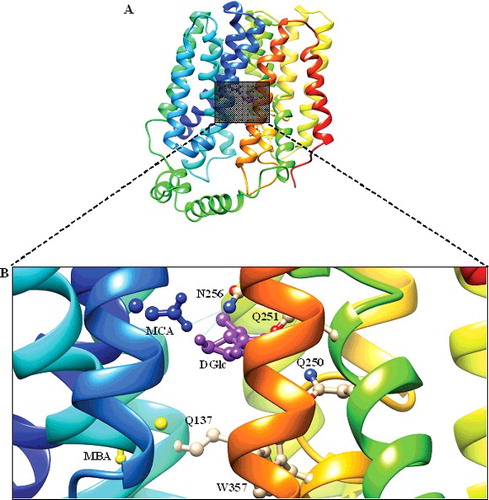 Figure 5. Docked conformation of GlcPse (template). (A) The glucose binding site in the inward-facing conformation (rainbow) complexed with D-glucose (DGlc) and monobromoacetate (MBA), monochloroacetate (MCA) shown as rectangular grey shading. (B) Expanded view of the binding site residues (Gln137, Gln250, Gln251, Asn256 and Trp367) complexed with DGlc (purple), MBA (yellow) and MCA (blue) in the ball and stick representation.