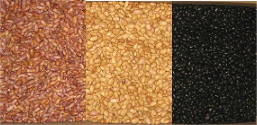 FIGURE 1 The three varieties of Mexican beans (from left to right): “Flor de mayo,” “Bayo,” and “Negro.”