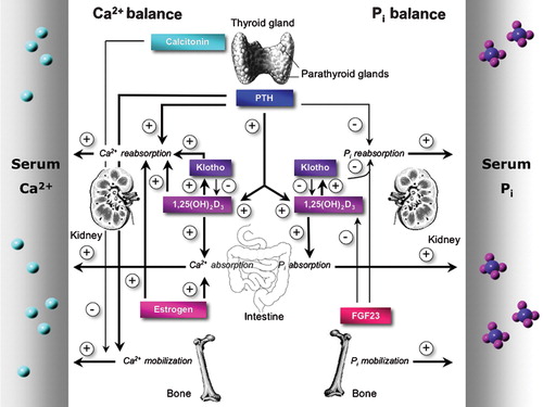 Figure 2 Key players in Ca2+ and Pi homeostasis. The concerted interplay of intestinal uptake, reabsorption in kidney, and bone (de)mineralization establishes the maintenance of a normal Ca2+ and Pi balance. The calcium sensing receptor (CaSR), present in the thyroid gland, senses blood Ca2+ levels and triggers the secretion of the calcitropic hormones parathyroid hormone (PTH) and calcitonin. Ovarian‐produced estrogen stimulates Ca2+ reabsorption also. Similar hormones are involved in the regulation of Pi balance. Blood Pi levels are controlled by PTH, 1,25(OH)2D3, klotho, and fibroblast growth factor member 23 (FGF23). A negative feedback mechanism prevents the accumulation of FGF23 and klotho since 1αOHase‐mediated 1,25(OH)2D3 production is inhibited by FGF23 and klotho.