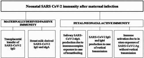Figure 1. SARS-CoV-2 neonatal immunity after maternal infection: maternally derived passive immunity and fetal/neonatal active immunity.
