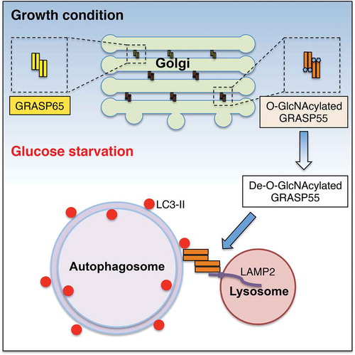Figure 1. Dual function of GRASP55 in the organization of intracellular membranes. Under growth condition, GRASP55 is O-GlcNAcylated and localized in the Golgi, where it serves as the “glue” to hold adjacent Golgi cisternae into stacks by forming trans-oligomers. Upon glucose starvation, GRASP55 is de-O-GlcNAcylated and targeted to the autophagosome-lysosome interface, where it interacts with LC3-II and LAMP2 and functions as a membrane tether to facilitate autophagosome-lysosome fusion.