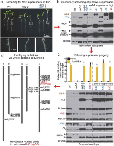 Figure 1. Four-step strategy for isolating Arabidopsis autophagy-defective mutants. (a) Initial screening for lon2 suppressors. lon2 forms few lateral roots in response to IBA; putative suppressors that formed lateral roots in the presence of IBA similar to wild-type and lon2-2 atg7-4 were moved to soil for propagation. Top panel: wild-type (WT), lon2-2, and lon2-2 atg7-4 seedlings were grown on media containing 8 µM IBA and imaged at 8 days; scale bar: 5 mm. Bottom row: magnified images of roots outlined in the top panel showing lateral roots, which are absent in lon2-2; scale bar: 1 mm. (b) Secondary screening of putative suppressors. Leaf extracts from approximately 30-day-old adult controls (left of dashed line) or M2 putative suppressor plants (right of dashed line) were processed for immunoblotting with antibodies to the indicated proteins. NBR1 is a selective autophagy receptor that accumulates in atg mutants [Citation14]. PMDH is synthesized as a precursor (p) that is processed to a mature form (m) in the peroxisome. HSC70 is a loading control. The asterisk indicates a protein cross-reacting with the ATG7 antibody. (c) Retesting progeny of putative suppressors that displayed restored PTS2 processing in the M2 generation. Top: lateral root density of 8-day-old controls (left of dashed line) or M3 or M4 suppressor seedlings (right of dashed line) grown without or with IBA. Error bars show standard deviations (n = 8). Statistically significant (P < 0.0001) differences determined by one-way ANOVA are depicted by different letters above the bars. Bottom: extracts from 6-day-old controls (left of dashed line) or M3 or M4 suppressor seedlings (right of dashed line) were processed for immunoblotting. Membranes from duplicate gels were serially probed with antibodies to the indicated proteins to obtain the top 3 and bottom 4 panels. MLS, thiolase, and ICL are peroxisomal proteins that are stabilized when both LON2 and autophagy are defective [Citation48]. Asterisks indicate proteins cross-reacting with the ATG7 or ICL antibodies. (d) Identifying mutations via whole-genome sequencing. The L40 suppressor was backcrossed to the original lon2-2 line, IBA-sensitive F2 seedlings were selected, and genomic DNA from pooled F3 seedlings was sequenced. Homozygous single-nucleotide polymorphisms consistent with EMS mutagenesis (G/C to A/T transitions) and causing nonsynonymous mutations in coding regions, altering splice sites, or occurring in introns or untranslated regions are indicated by locus identifiers and displayed to the right of the 5 Arabidopsis chromosomes using The Arabidopsis Information Resource Chromosome Map Tool.
