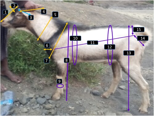Figure 2. Morphological trait measurements (1, head length (HL); 2, head width (HW); 3, ear length (EL); 4, horn length (HOL); 5, neck girth (NG); 6, chest width (CW); 7, chest depth (CD); 8, wither height (WH); 9, cannon bone circumference (CBC); 10, chest girth (CG); 11, body length (BL); 12, paunch girth (PG); 13, rump height (RH); 14, rump length (RL); 15, rump width (RW)).