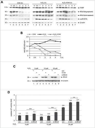 Figure 6. BCL6 is stabilized and its suppression induces apoptosis under stress situation. (A) Western blot analysis. HTR cells were subjected to 25 µM CHX (left panel), 50 µM H2O2 (middle panel) or both (right panel), for indicated time periods and harvested for Western blot analysis with indicated antibodies. β-actin served as loading control. (B) Quantification of BCL6 in (A), relative to corresponding β-actin. The dot lines indicate the half-life time of corresponding BCL6. (C) HTR cells were non-transfected as control (con), transfected with control siRNA (si con) or siRNA against BCL6 (si BCL6) for 24 h and subjected to increasing concentrations of H2O2 for further 12 h. Cells were then harvested for Western blot analysis with BCL6 antibody. β-actin served as loading control. (D) Relative activity of caspase-3/7. The value of non-transfected and non-treated cells was defined as 1-fold. ***p < 0.001, **p < 0.01.