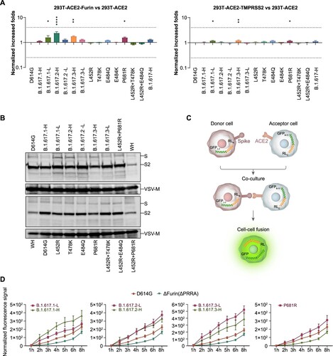 Figure 3. Analysis of proteolytic activity and cell–cell fusion. A. Proteolytic enzymes furin and TMPRSS2 were separately overexpressed in 293T-hACE2 cells. Data shown indicate relative infectivity changes because of enzyme overexpression. Relative RLUs were compared with or without the indicated enzyme first, then compared with the D614G reference strain. Results were obtained from four independent experiments. Dashed lines indicate the threshold of fourfold difference. B. B.1.617 and reference pseudotyped viruses were centrifuged in sucrose buffer, then resuspended in PBS for SDS-PAGE. Western blotting was performed with mouse anti-S2 polyclonal antibodies. VSV-M was used as an internal control. Representative results of three replicate experiments are shown. C. Diagrammatic sketch of dual reporter cell–cell fusion system. 293T cells were used as donor cells. D. Time course curve of cell–cell fusion. Fluorescence signals of GFP were normalized to the signal of the D614G reference strain after 1 h of co-incubation; values shown indicate means ± SEMs. Representative results of three independent experiments are shown.