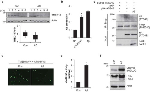 Figure 7. Aβ1-42 regulates ATG4B activity. (A) The expression level of TMED10 was examined in brain tissues from normal (Cont.) and age-matched Alzheimer disease (AD) patients. The tissue samples were assessed by western blotting with TMED10 antibodies. Actin was used as an internal loading control. The relative expression value was analyzed using densitometry. (B) SH-SY5Y cells were transfected with scrambled siRNA (Sc) or TMED10 siRNA (siTMED10), or treated with Aβ (10 μM). Then Aβ ELISA was measured. (C) SH-SY5Y cells transfected with pStrep-TMED10 and pHA-ATG4B were treated with Aβ (10 μM) for 24 h. The cells were harvested and subjected to immunoprecipitation using antibody conjugated to Strep beads. The samples were analyzed by western blotting with the indicated antibodies. (D) SH-SY5Y cells were transfected with the BiFC plasmids (pVC155-ATG4B and pVN173-TMED10) and treated with Aβ (10 μM) for 24 h. Then, the fluorescence signals were imaged. (E and F) SH-SY5Y cells transfected with pEAK12-Actin-LC3-dNGLUC were treated with Aβ (10 μM). The supernatants were collected, and the relative luciferase activity was measured (E) and further analyzed by western blotting using an anti-luciferase antibody (F). Scale bar: 10 μm. Data are presented as mean ± SEM (n = 3, * P < 0.05).
