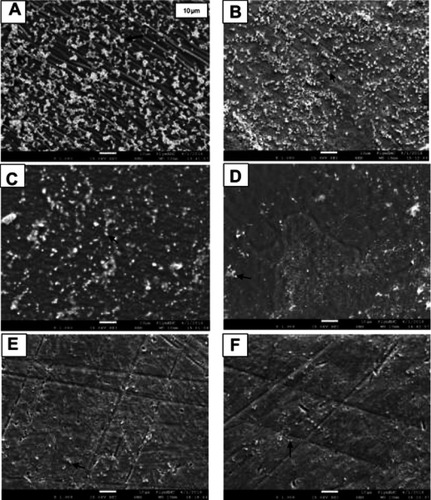 Figure 6 SEM images of attached S. aureus (white structures; examples showed by arrow) after 24-hr culture (A) controls (cell culture plate without any titanium alloy disc), (B) on titanium alloy with TiO2 NTs, (C) in the presence of ZnCl2, or (D) a dispersion of nZnO particles alone, (E) titanium alloy with TiO2 NTs and decorated with nZnO (TiO2–ZnO/350), or (F) also with hydroxyapatite on the coating (TiO2–ZnO–HA/350). Images are representative micrographs from at n=3 replicated samples (scale the same for all images).