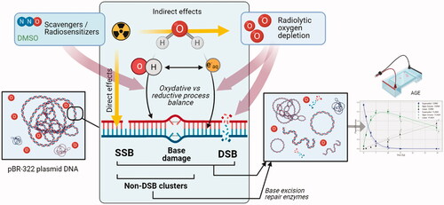 Figure 2. Plasmid DNA as a tool to study DNA damage after CONV vs. UHDR irradiation. The induction of SSB and DSB after irradiation of a supercoiled plasmid releases mechanical constraints in the molecule and causes its spatial conformation to change. These isomers (circular (relaxed) or linear form after SSB or DSB, respectively) have different migration speeds in a gel matrix and are therefore easily separated and quantified by a simple agarose gel electrophoresis (AGE). To investigate the mechanisms underlying the FLASH effect, plasmids can be irradiated dry, or in atmospheric, physiologic or hypoxic aqueous solutions, in presence of various radiosensitizers or scavengers. In addition, several beam parameters such as instantaneous dose, dose per pulse, frequency, and total irradiation time can be investigated.