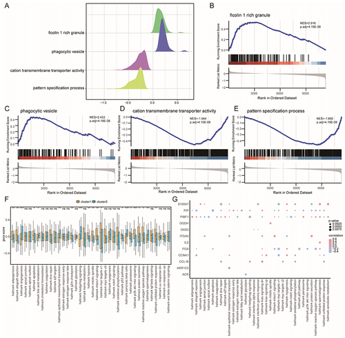 Figure 10 GSEA and GSVA of CAD-ICD subtypes. (A) Mountain range plot of the four biological functions in the GSEA for cluster 1. (B-E). GSEA shows that cluster 1 is significantly related to ficolin-1 rich granule (B), phagocytic vesicles (C), cation transmembrane transporter activity (D), and the pattern specification process (E). (F) Differences in hallmark genes between subtypes; coordinates are hallmarks, the vertical axis shows GSVA scores, yellow indicates cluster 1 and blue indicates cluster 2, *P < 0.05, **P < 0.01, and ***P < 0.001. (G) Correlation between trait genes and hallmarks; the horizontal axis shows hallmarks, and the vertical axis shows trait-related genes, node size indicates the significance level, and node color indicates the correlation level.