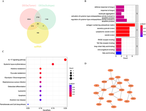 Figure 4 KEGG and GO analysis of differentially expressed and highly mutated MPRGs. (A) Venn diagram showing the 28 genes obtained by intersecting. (B) GO terms on BP, CC and MF levels enriched for the crossover genes. (C) KEGG pathways enriched for the 28 genes obtained. (D) PPI network of 26 intersecting genes.